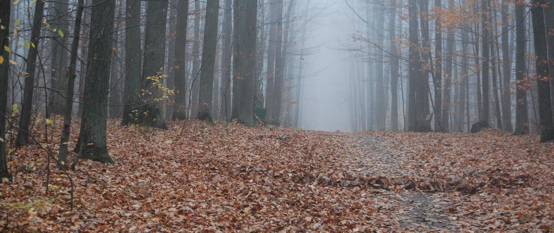 Las jesienią, na ziemi leżą liście. Pomiędzy nimi widoczna ścieżka. widać mgłę za drzewami. 