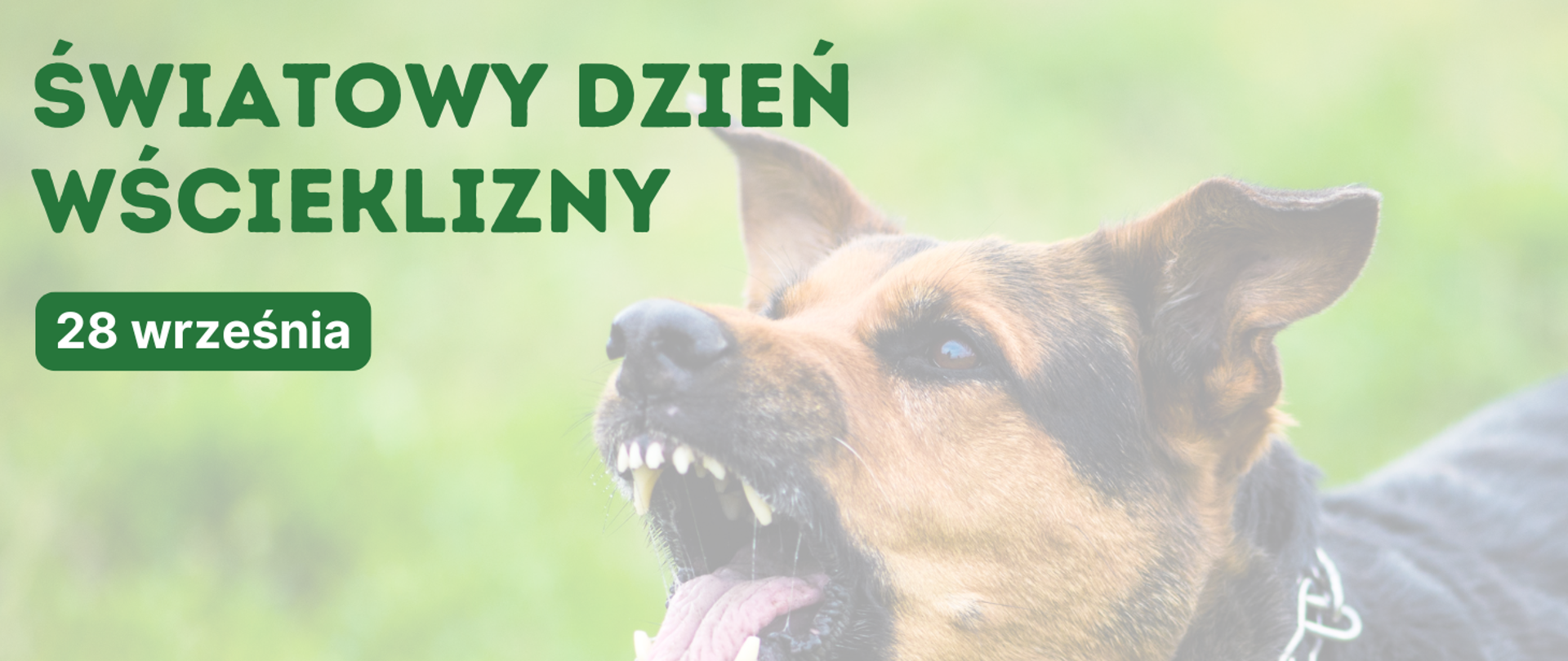 swiatowy_dzien_wscieklizny