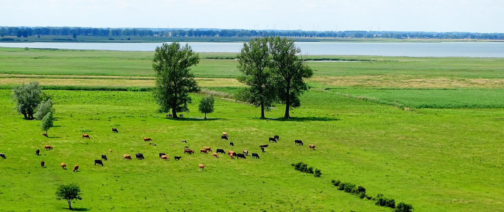 Widok na rezerwat „Miedwiański Brzeg”