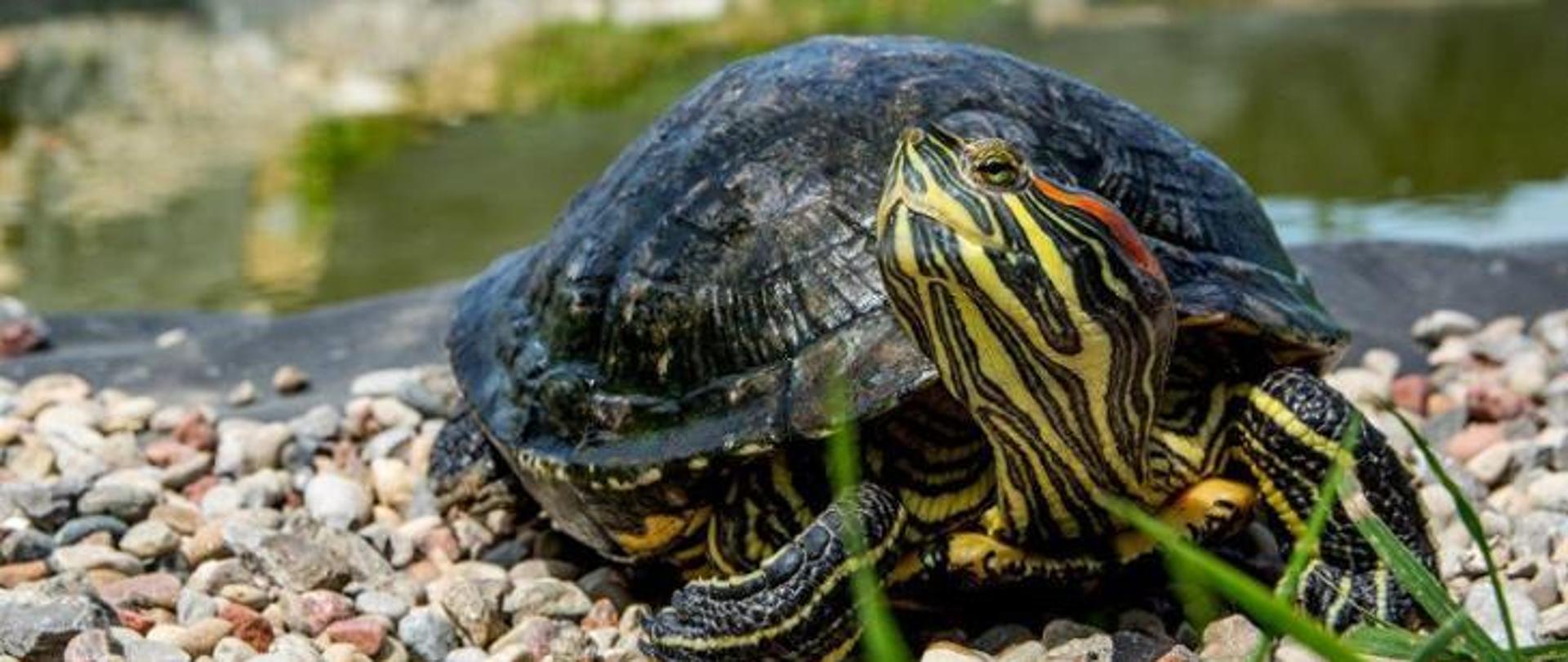 Inwazyjny gatunek obcy