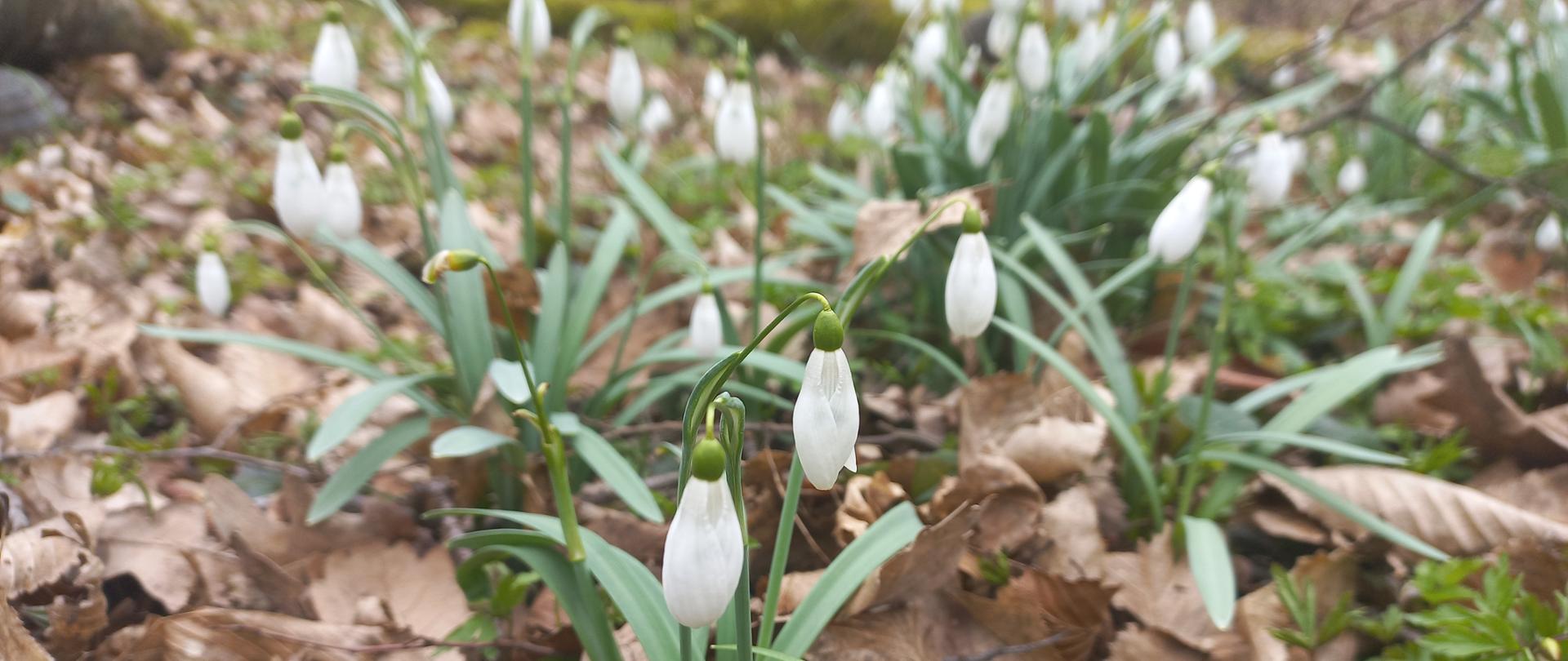 Wiosenne leśne runo z suchymi liśćmi i zielonymi listkami młodych roślin, białe kwiaty, w tle las