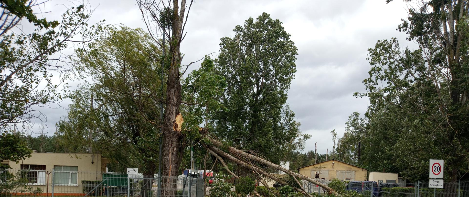 Odłamany konar drzewa tarasuje wjazd na teren zakładu.