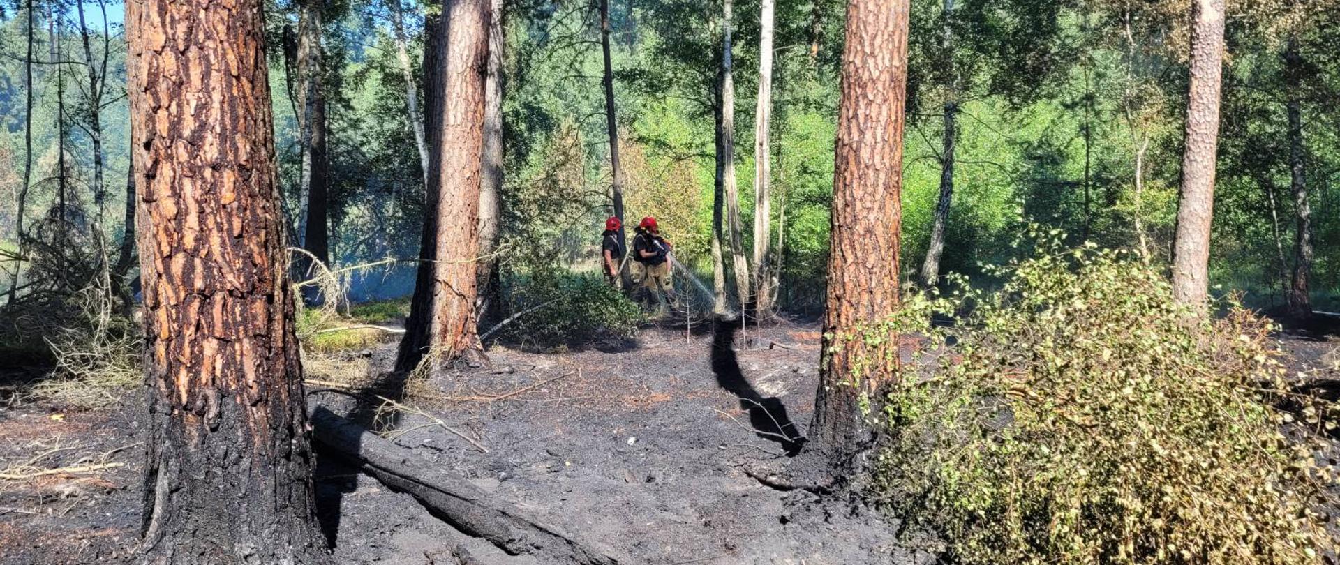 pora dzienna widać spalone poszycie leśne i w tle dwóch ratowników podających wodę na palący się teren.