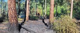 pora dzienna widać spalone poszycie leśne i w tle dwóch ratowników podających wodę na palący się teren.