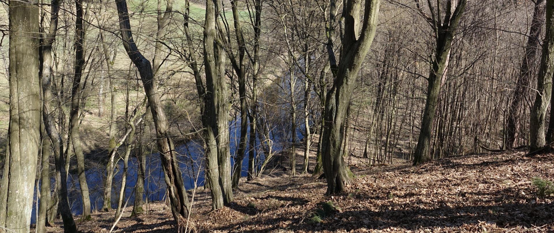Na pierwszym planie skarpa i drzewa we wczesnowiosennej odsłonie, w dole fragment rzeki i łąka