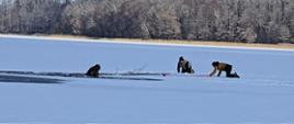 Na zdjęciu widać mężczyznę pod którym załamał się lód. Przed nim na lodzie na czworaka znajdują się dwaj mężczyźni, którzy próbują go wyciągnąć za pomocą gałęzi i linki. Z tyłu za mini widać las.