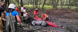 strażacy oraz właściciele koni próbują wydobyć uwięzionego konia w bagnie