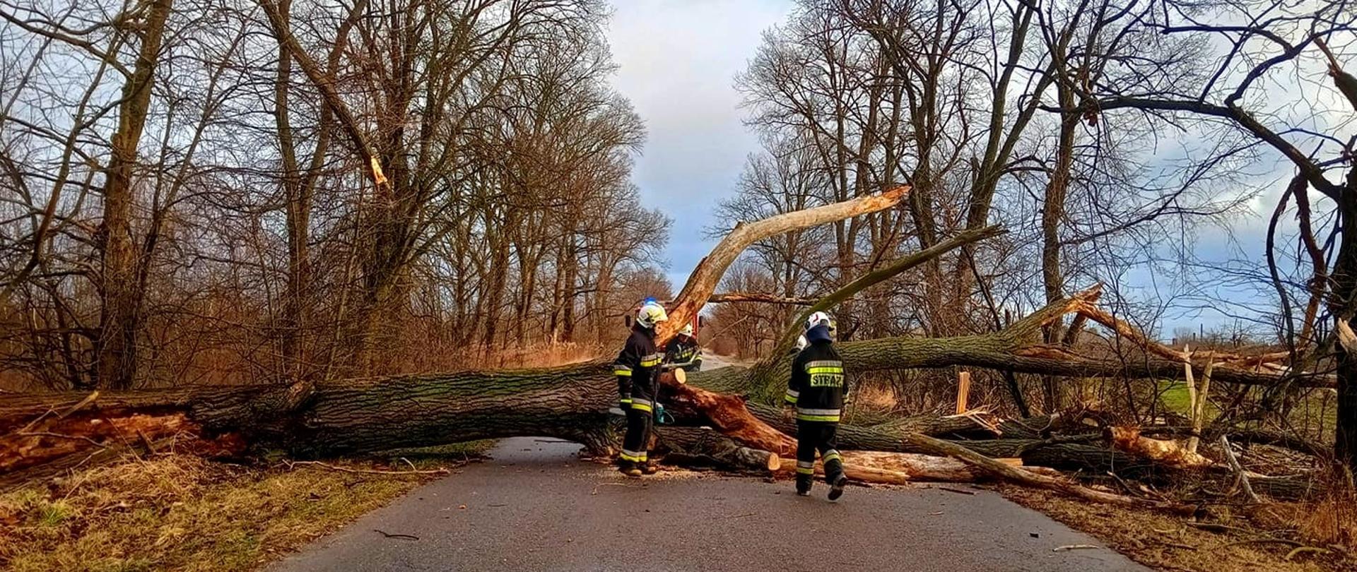 Na zdjęciu trzech strażaków usuwających drzewo leżące w poprzek drogi.