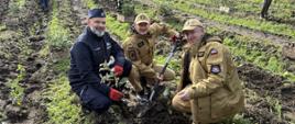 Na zdjęciu Z-ca Komendanta Wojewódzkiego st. bryg. Marian Hinca, Komendant Powiatowy PSP w Pucku, Komendant Powiatowy Policji w Pucku symbolicznie sadzą szadzonki drzew w stacji Lubygość koło Mirachowo. Funkcjonariusze są ubrani w stroje służbowe koszarowe. Funkcjonariusze PSP w kurtki piaskowe, natomiast Komendant Policji w niebieskie ubranie służbowe. Na drugim planie pozostali uczestnicy akcji sadzenia lasu. 