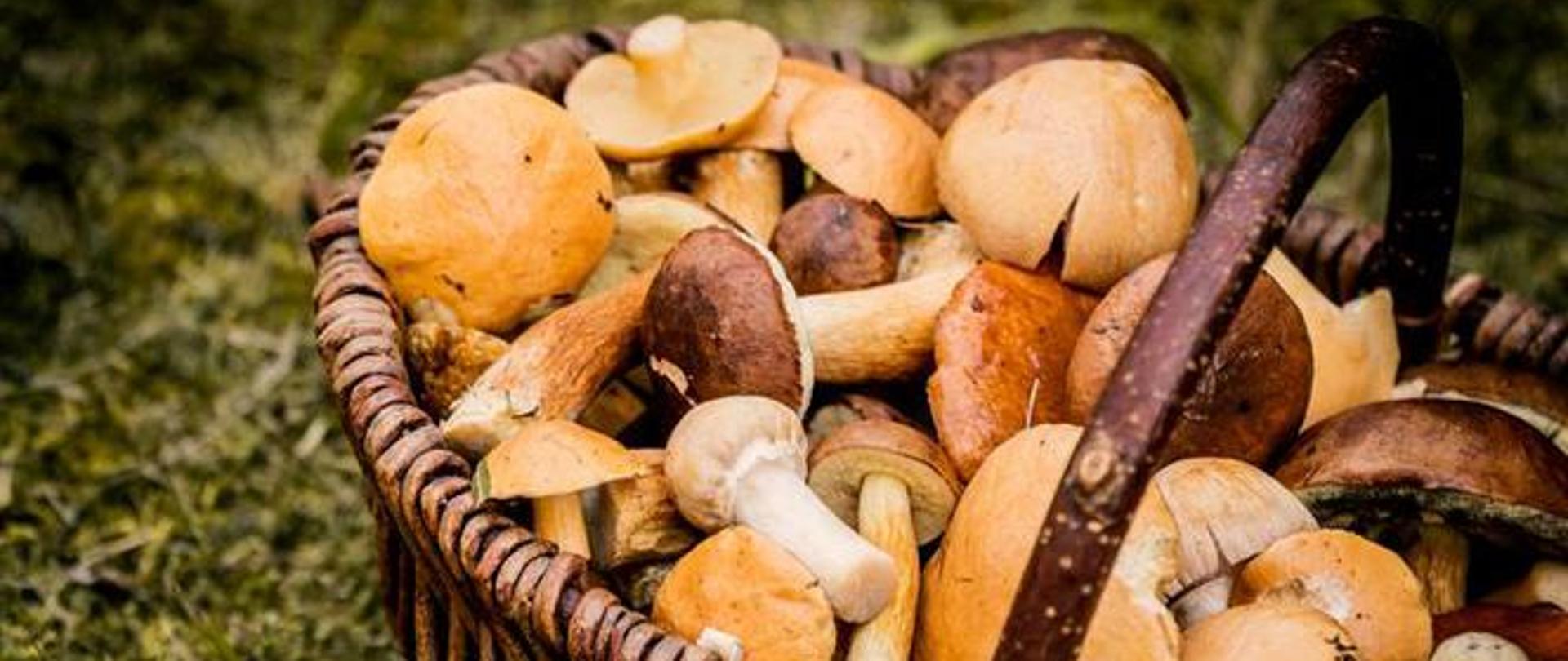 gf-eVTD-5xC2-N4D6_grzyby-jadalne-w-polsce-664x442