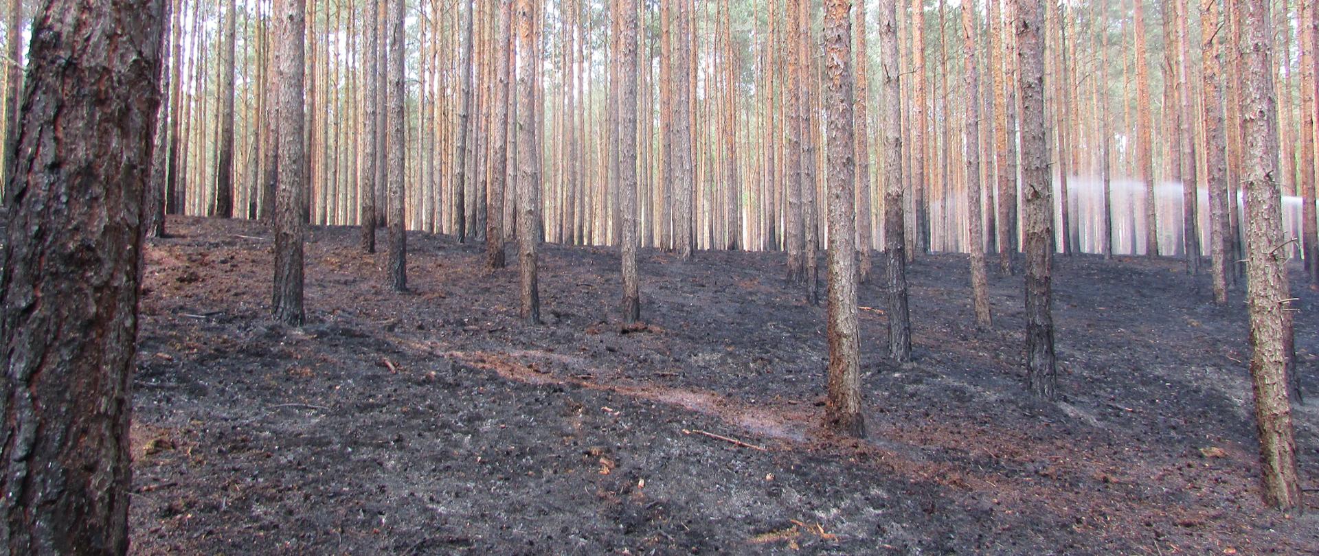 POŻAR LASU W GMINIE SOŚNIE