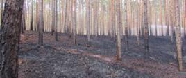 POŻAR LASU W GMINIE SOŚNIE