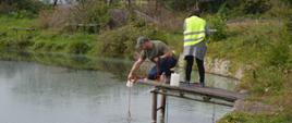 Śnięte ryby. Staw w Izbicach. Na pomoście znajdują się inspektorzy WIOŚ - mężczyzna i kobieta. Pani ma na sobie żółtą kamizelkę odblaskową. Mężczyzna klęcząc na pomoście pobiera ze stawu wodę do badań. W tle drzewa i teren zielony.