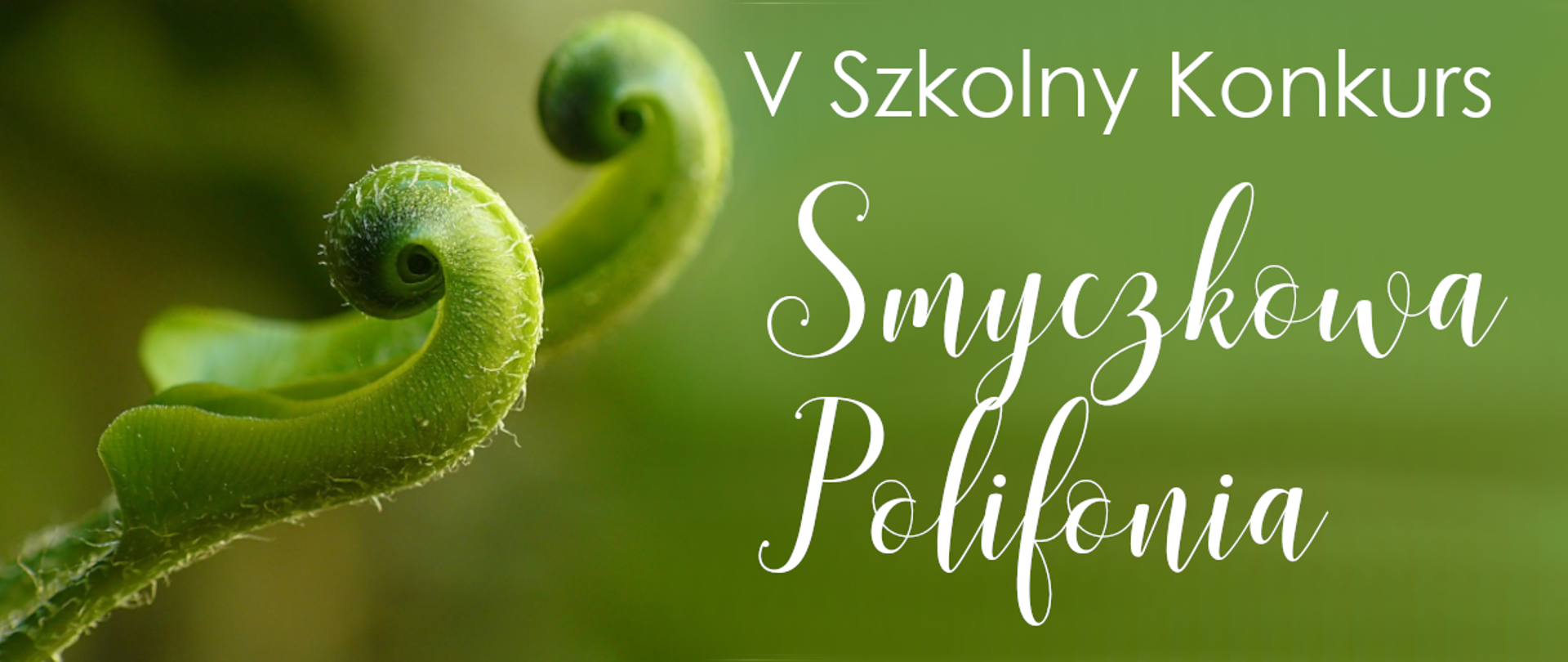Na zielonym tle napis V Szkolny Konkurs Smyczkowa Polifonia i zdjęcie rośliny imitującej główkę skrzypiec