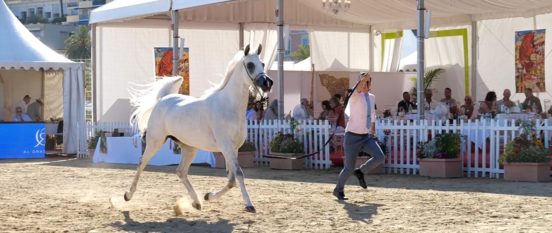 Główne Koń-galop