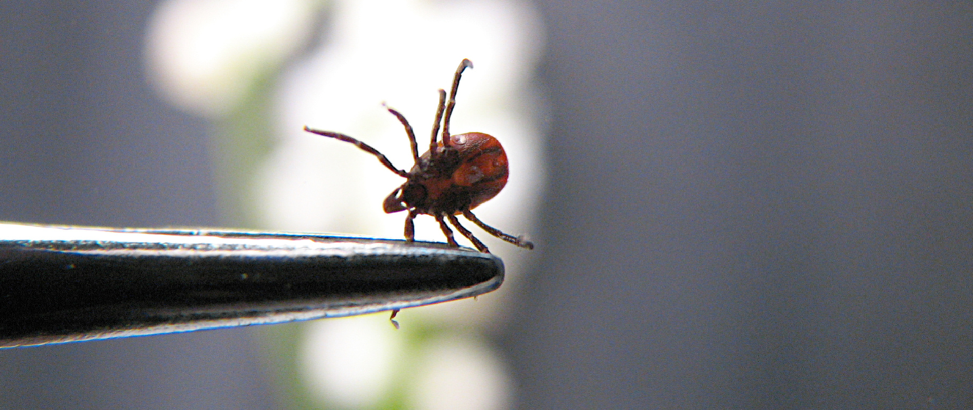Uważaj na kleszcze! Wzrasta liczba zachorowań na boreliozę