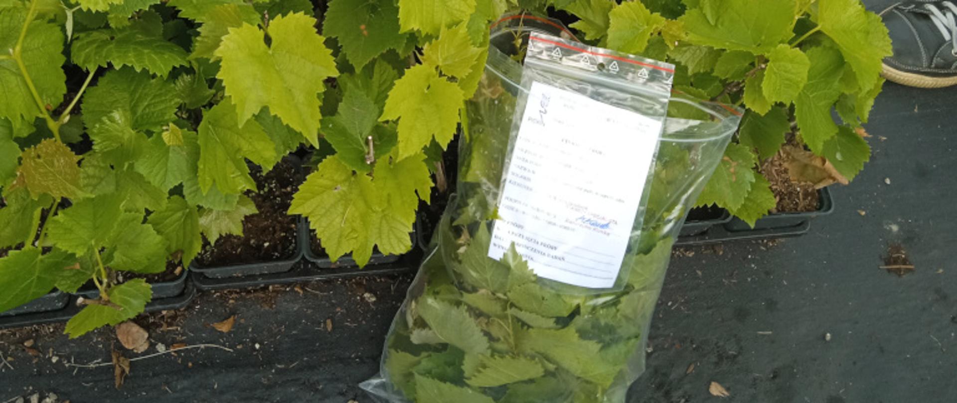 Pobieranie próbek ulistnionych pędów winorośli 