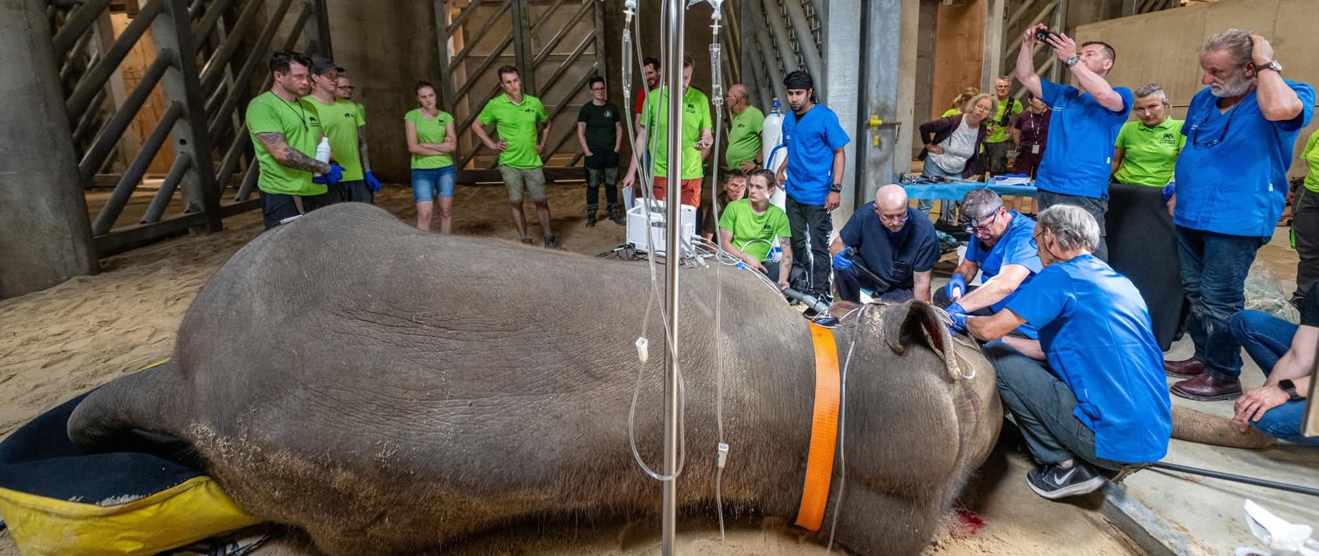 Leżący słoń podczas operacji usunięcia ciosa. Przy nim lekarze oraz osoby z obsługi łódzkiego Orientarium
