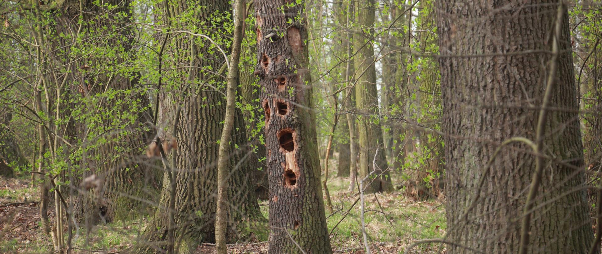 Zdjęcie przedstawia fragment rezerwatu - stary drzewostan, w jednym z drzew kilka dużych dziupli