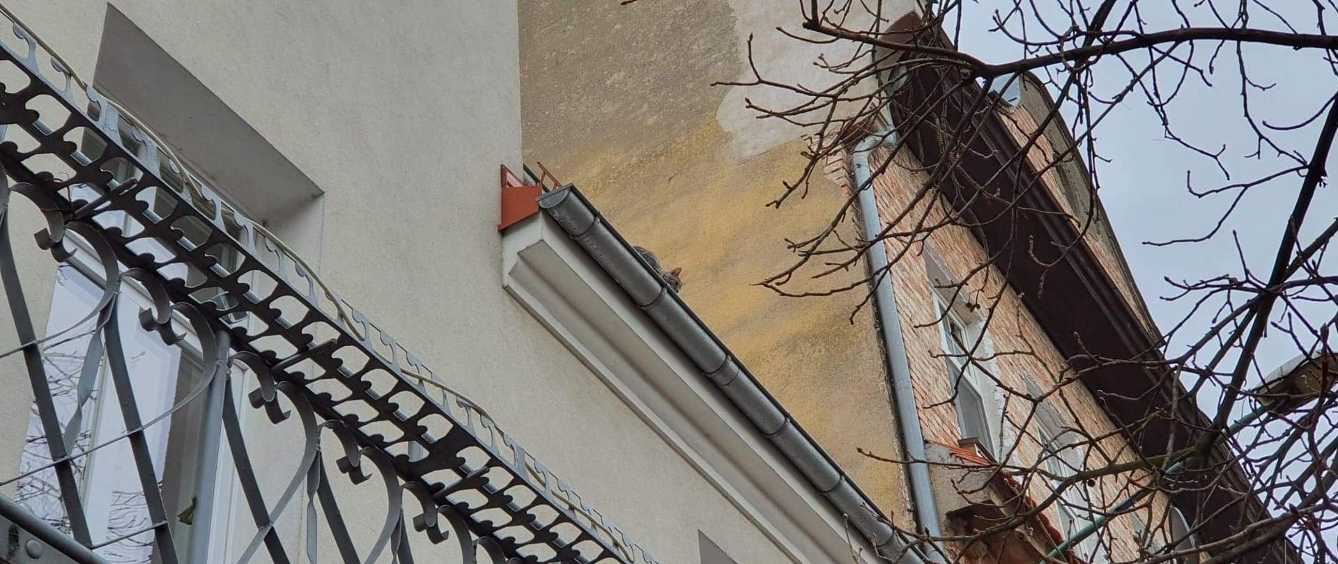 Budynki, kot w rynnie, drzewo.