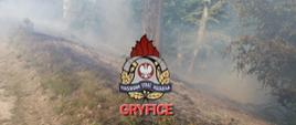 Pożar lasu Wyszogóra-Makowice 06.06.2023