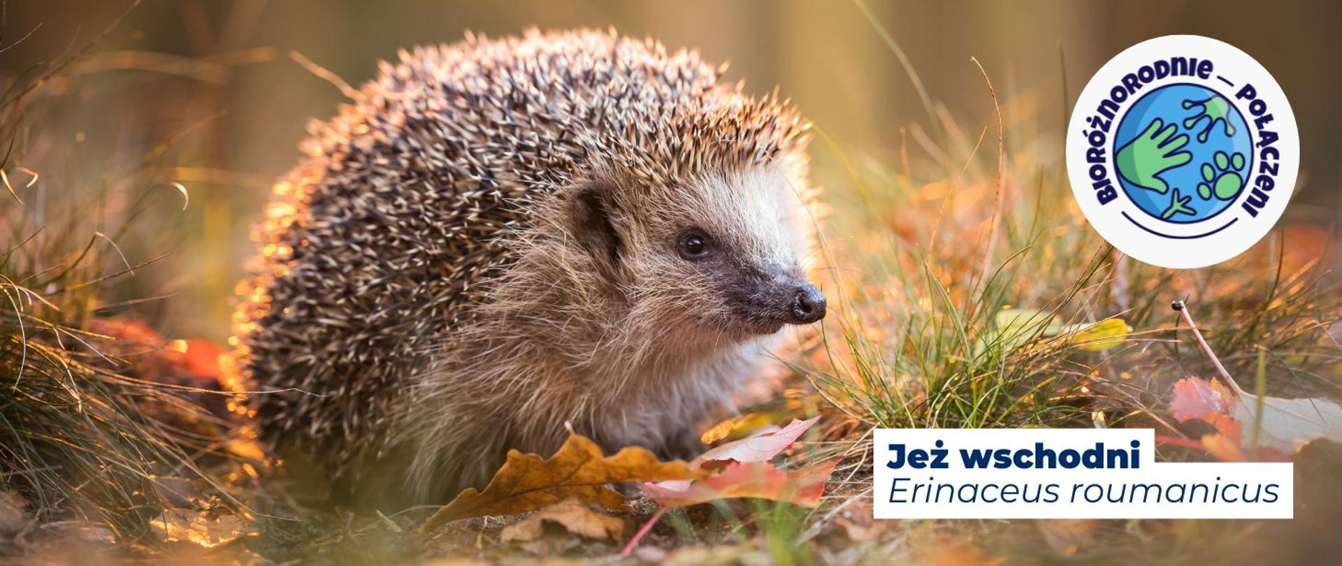 Na zdjęciu widoczny jest jeż. Na dole strony widnieje napis: Jeż wschodni, Erinaceus roumanicus. Na górze grafiki, w prawym górnym rogu zamieszczone jest logo kampanii z hasłem Bioróżnorodnie połączeni.