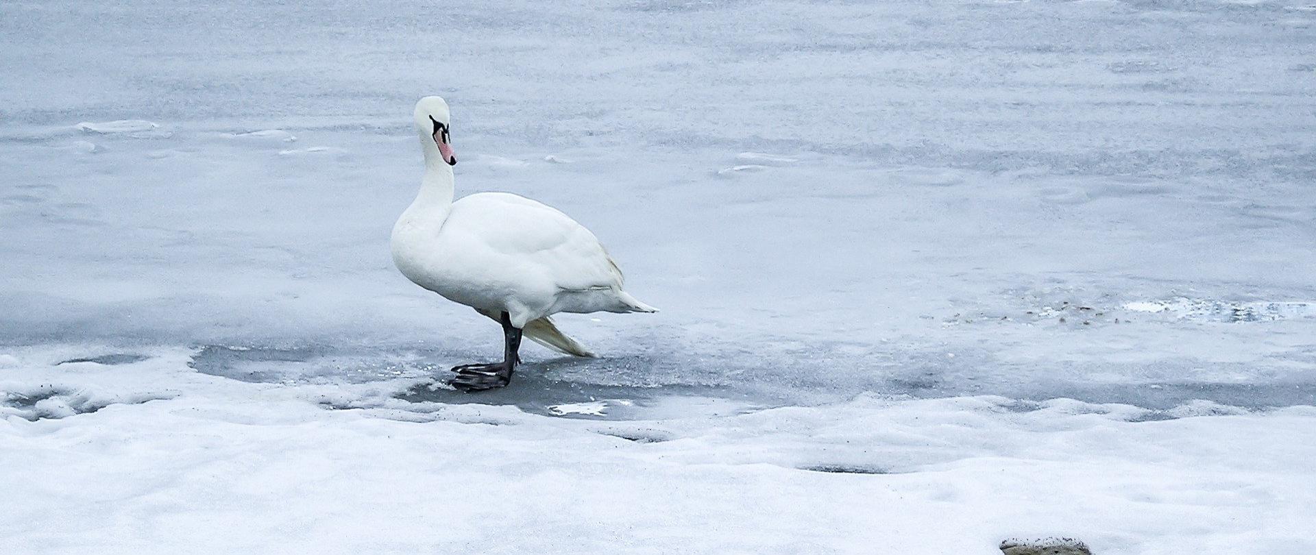 Łabędź niemy na zamarzniętym jeziorze.