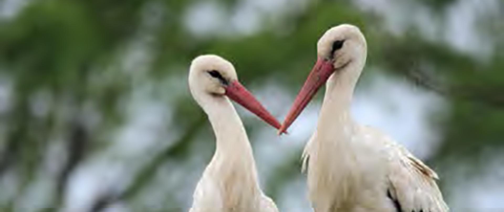 Co z bocianami, które zostały
