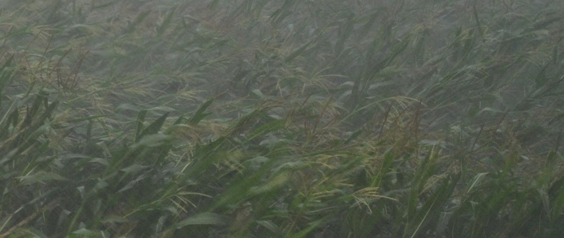 Deszcz nawalny w kukurydzy