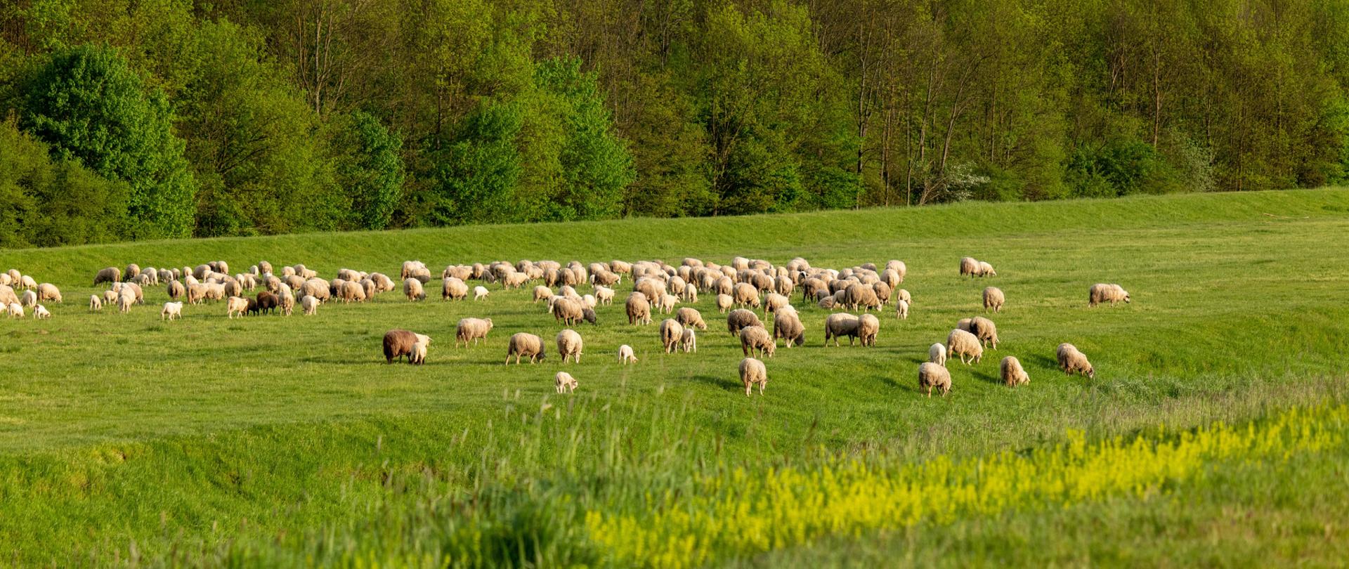 Zdjęcie autorstwa Vladimir Srajber z Pexels: https://www.pexels.com/pl-pl/zdjecie/wies-gospodarstwo-wiejski-owca-16579263/wypas owiec