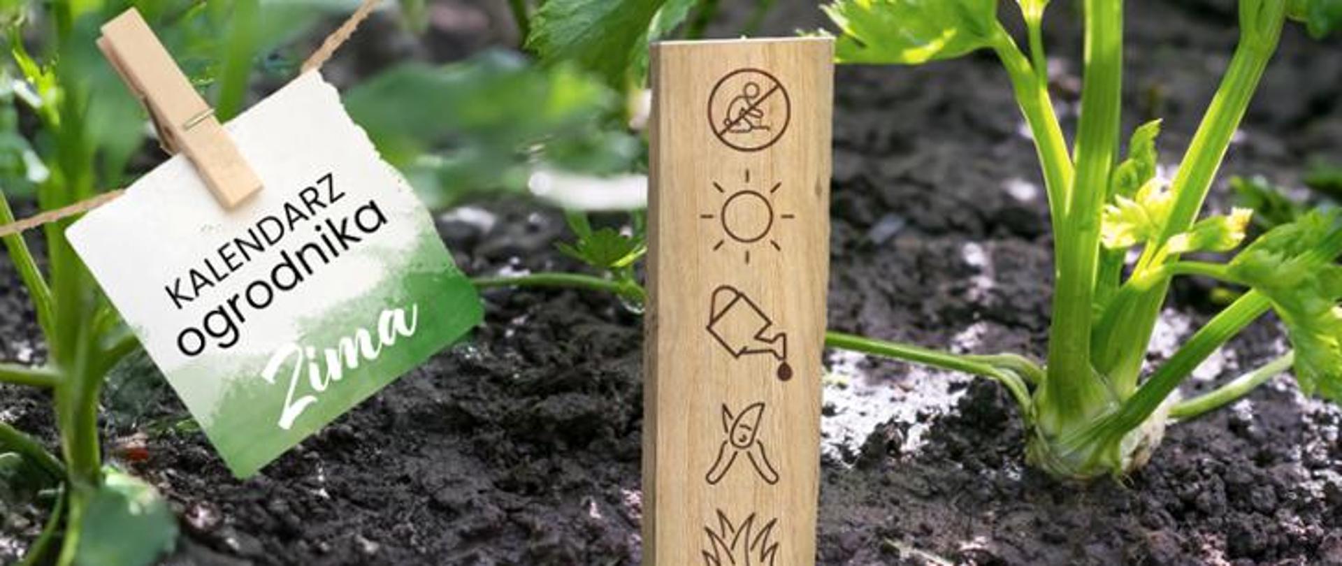 Na zdjęciu widoczny jest fragment ogródka warzywnego. Na pierwszym planie rośnie zielona roślina (najprawdopodobniej seler lub inna roślina liściasta). W ziemi wbity jest drewniany znacznik z piktogramami ogrodniczymi: przekreślony symbol kopania, słońca, konewka z kroplą wody, sekator oraz trawa/roślina. Z lewej strony, na sznurku przypięta jest spinaczem karteczka z napisem: "KALENDARZ ogrodnika Zima". Tło stanowi ziemia grządek oraz zielone liście innych roślin.