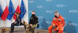 Na zdjęciu funkcjonariusze służb mundurowych i ich psy podczas konferencji