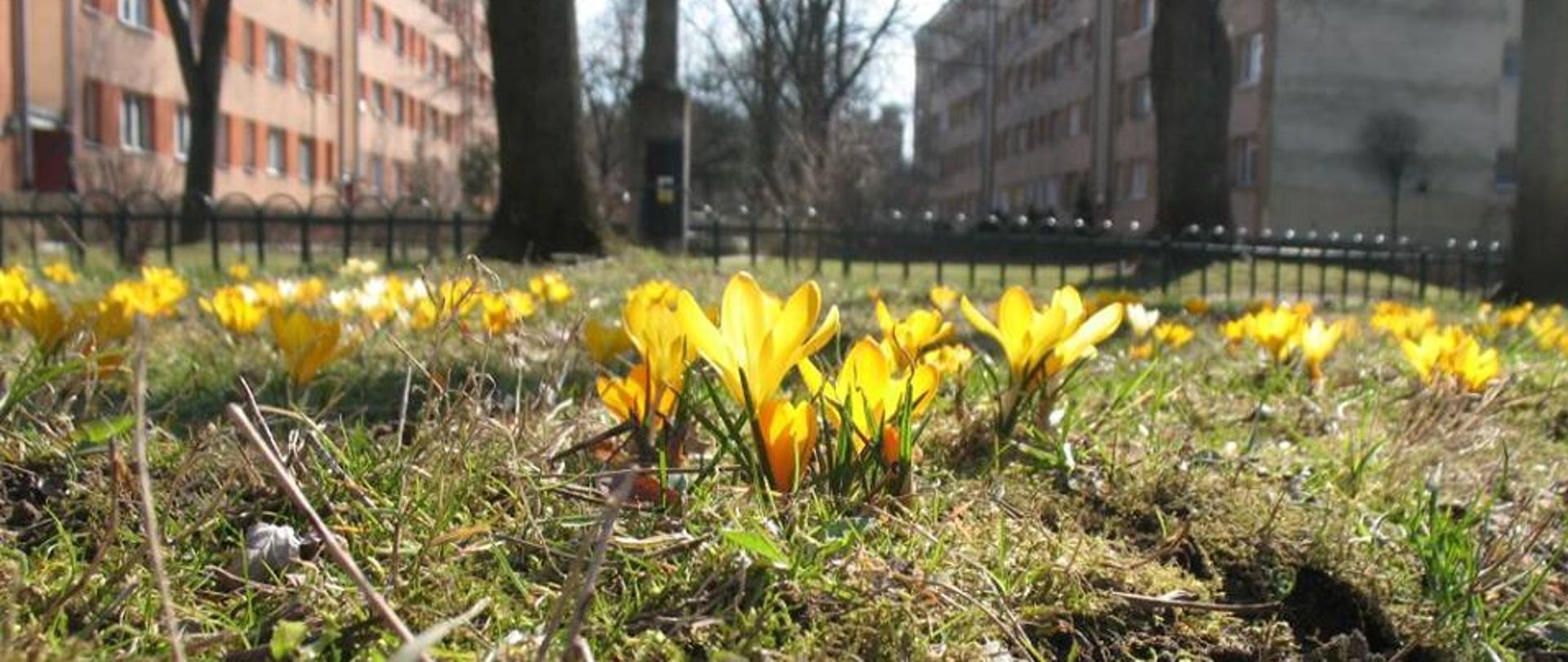 Na zdjęciu kwitnące na żółto krokusy