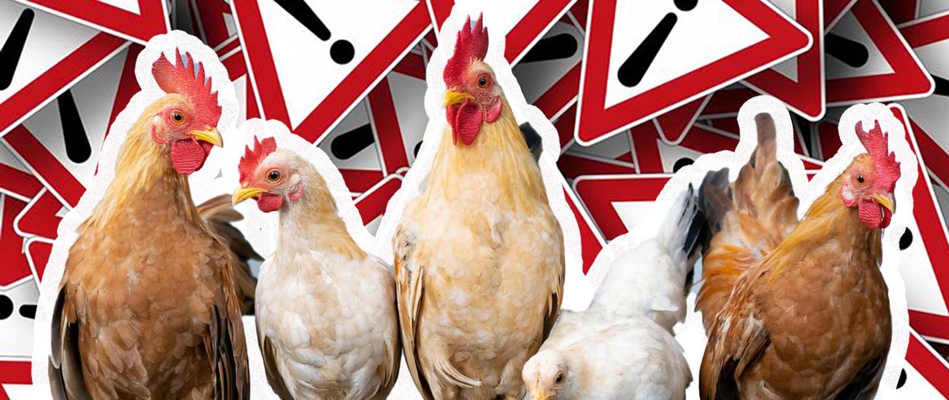 Rzekomy pomór drobiu 2025