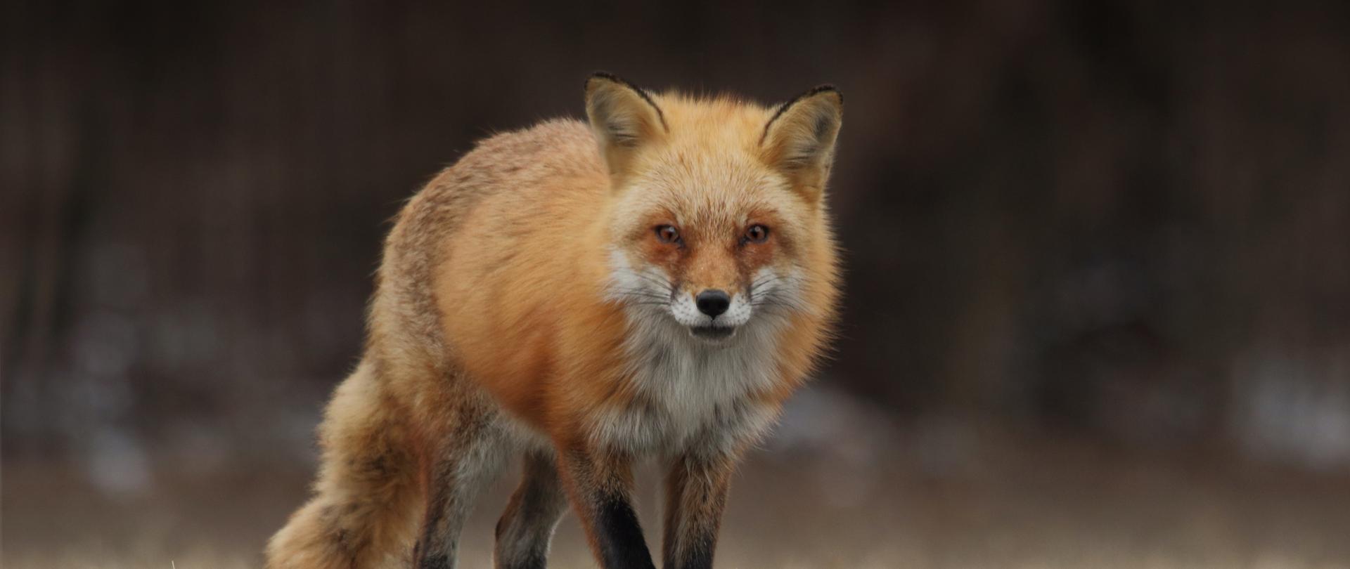 Zdjęcie do artykułu dotyczącego stwierdzenia czwartego przypadku wścieklizny u lisa w województwie mazowieckim