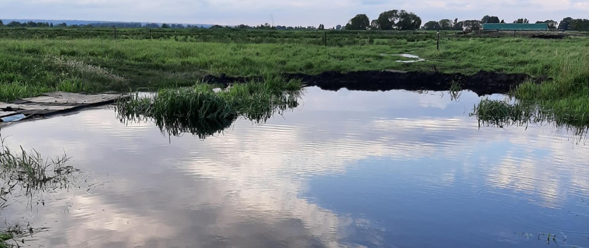 
Chełszcząca rozlana 2