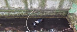 Zdjęcie przedstawia psa uwięzionego w zbiorniku wypełnionym wodą.