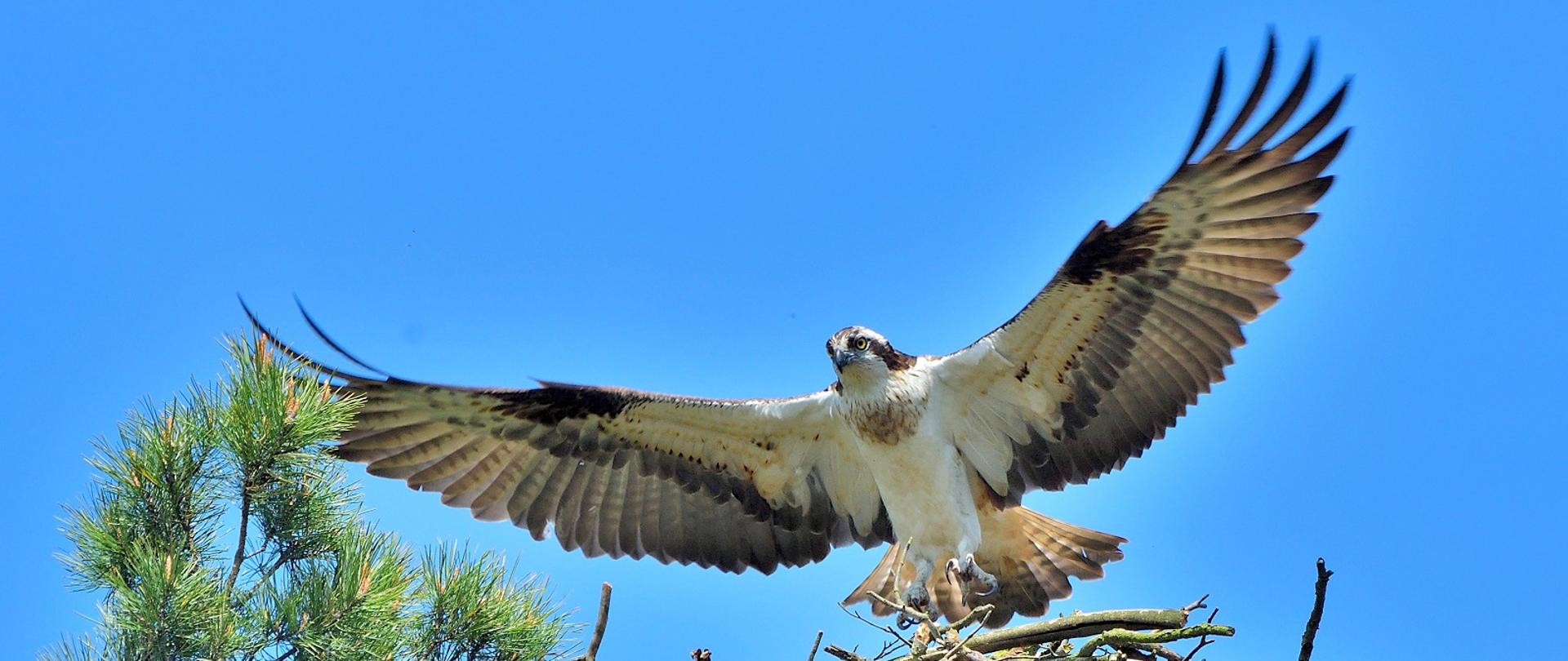 W centralnej części kadru rybołów z rozpostartymi skrzydłami lądujący w gnieździe. Po lewej stronie fragment drzewa, w tle błękitne niebo.