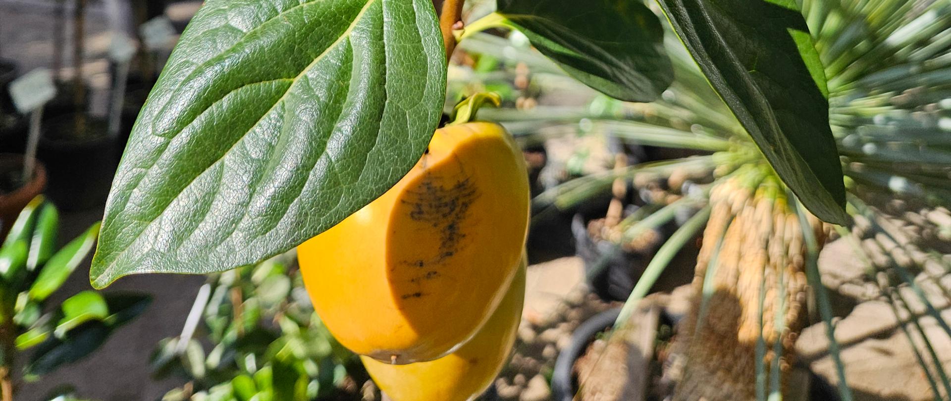 Zielona roślina z jasnożółtymi owocami rosnącymi na gałązkach