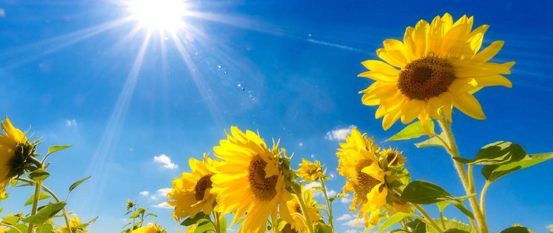 kilka dorodnych słoneczników na tle bezchmurnego nieba