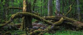 Białowieski Park Narodowy fot. Katarzyna Gubrynowicz