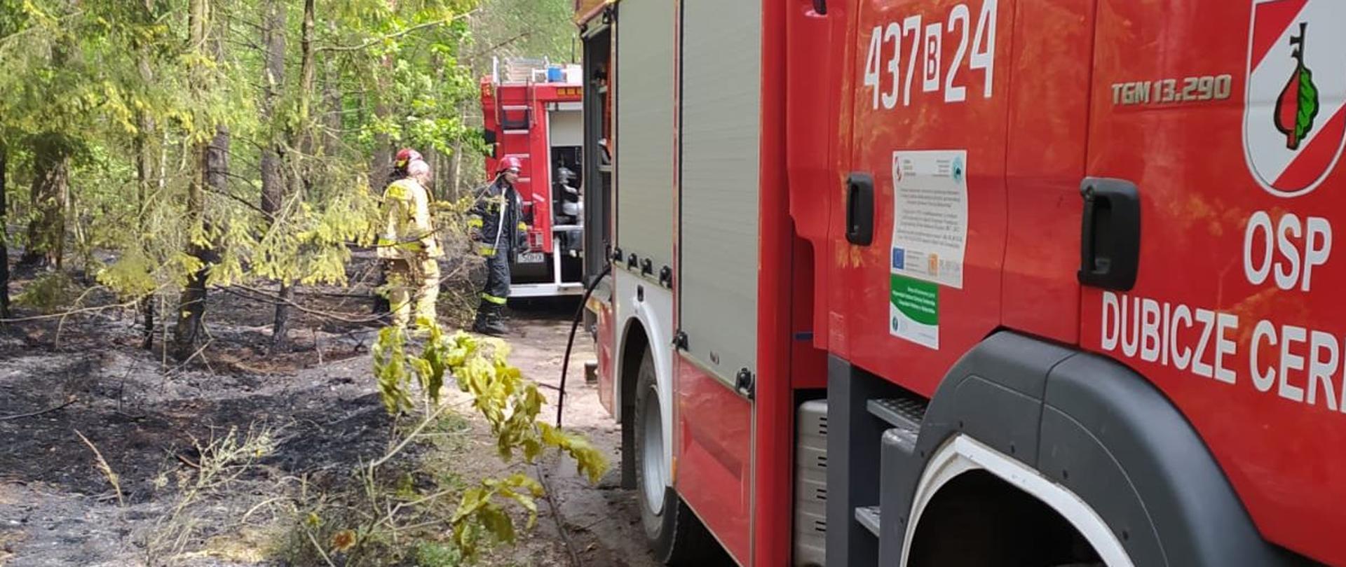 Obok czerwonego strażackiego wozu bojowego wypalona ściółka w lesie. Z tyłu stoi trzech strażaków w ubraniach bojowych. 