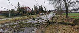 Powalone drzewo na drogę w miejscowości Zdrój