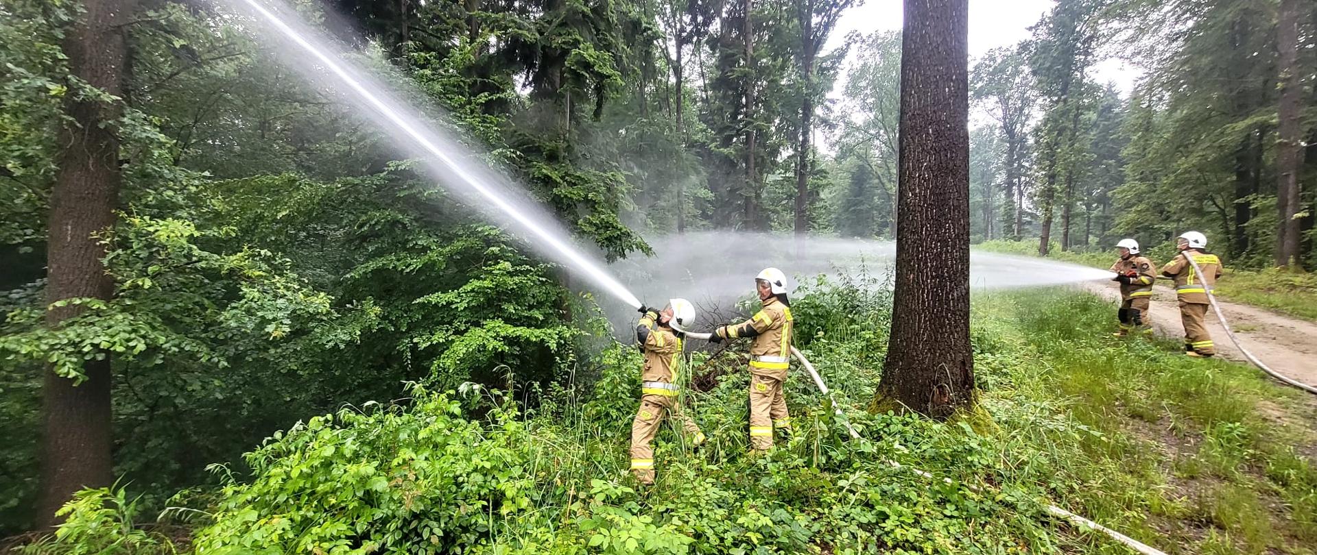 Na zdjęciu widać 4 strażaków w białych hełmach i żółtym mundurze, podają dwa prądy wody , rozdziela ich pień drzewa w tle widoczny jest las .