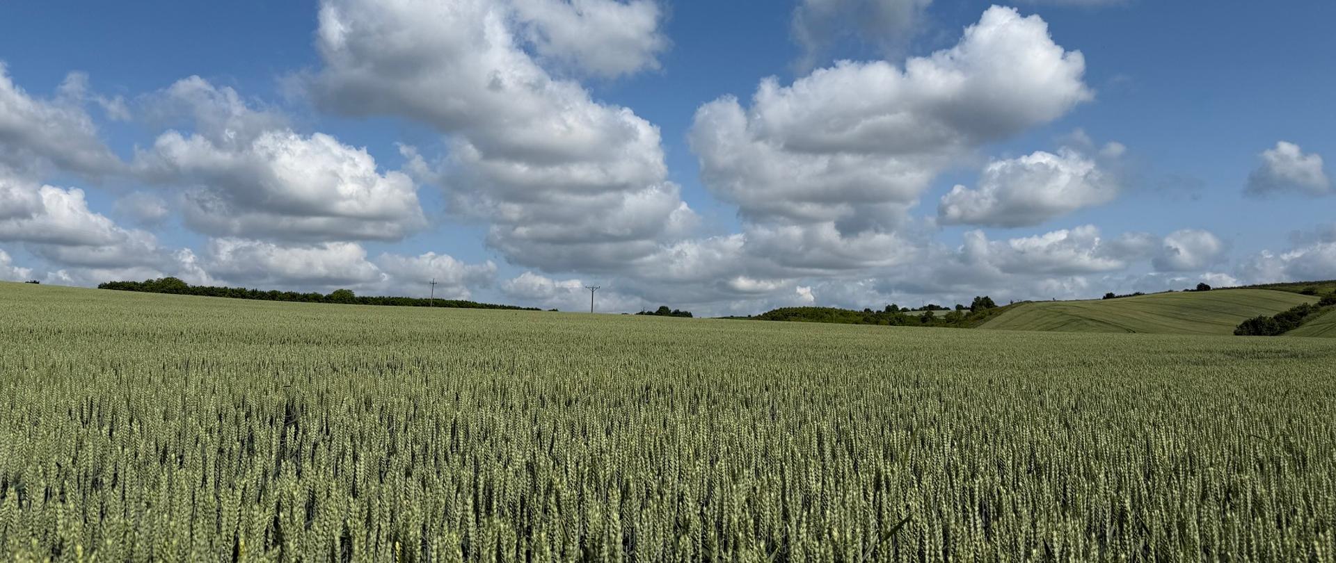 Widok plantacji nasiennej pszenicy ozimej na tle niebieskiego nieba z białymi obłokami
