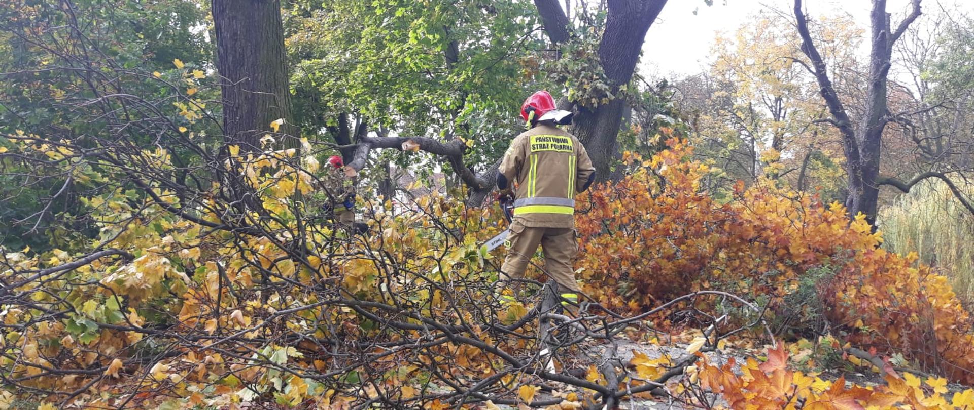 SILNE WIATRY NAD POWIATEM KOŚCIAŃSKIM. Na zdjęciu widać przewrócone drzewo, strażacy pracują przy nim, tnąc je na drobne kawałki, usuwają zagrożenie.