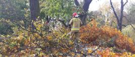 SILNE WIATRY NAD POWIATEM KOŚCIAŃSKIM. Na zdjęciu widać przewrócone drzewo, strażacy pracują przy nim, tnąc je na drobne kawałki, usuwają zagrożenie.