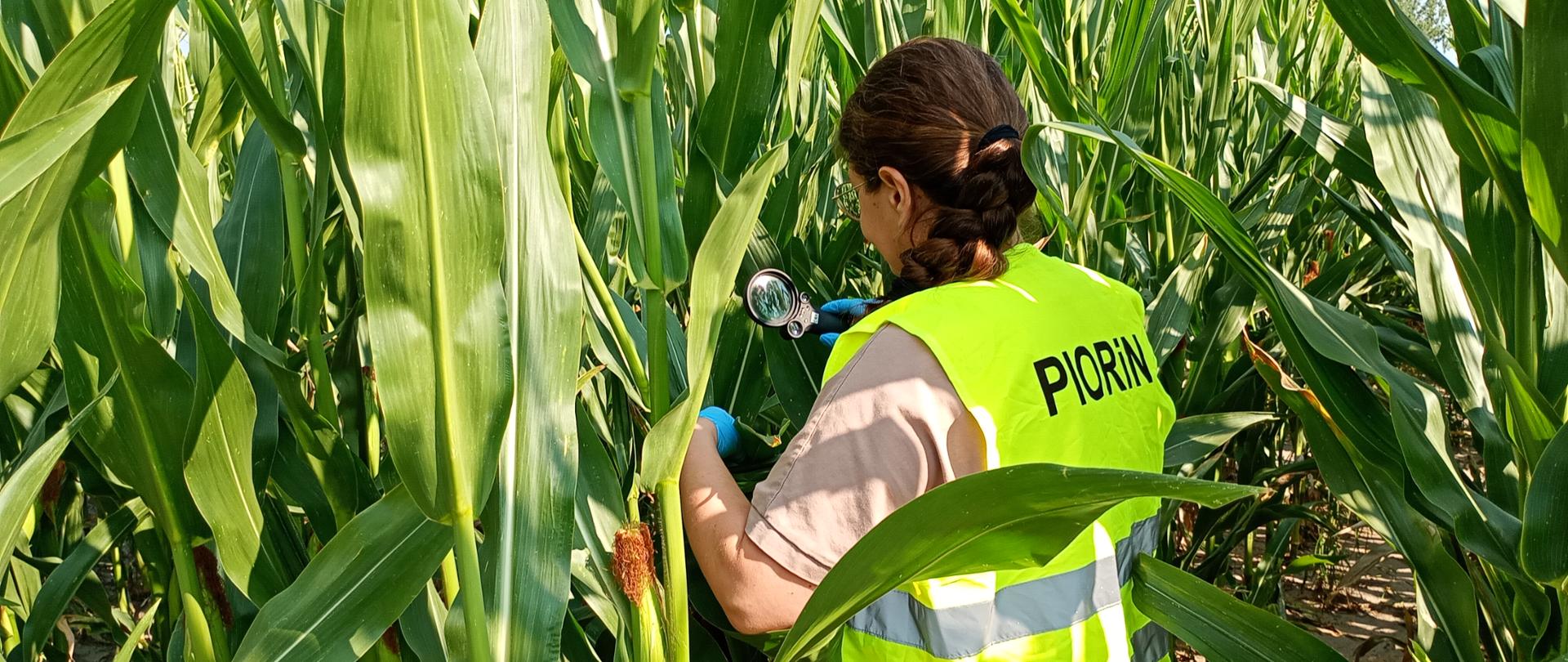 Inspektorka ubrana w odblaskową kamizelkę z napisem „PIORIN” kontroluje stan roślin kukurydzy na polu, oglądając liście przez lupę podczas inspekcji upraw.