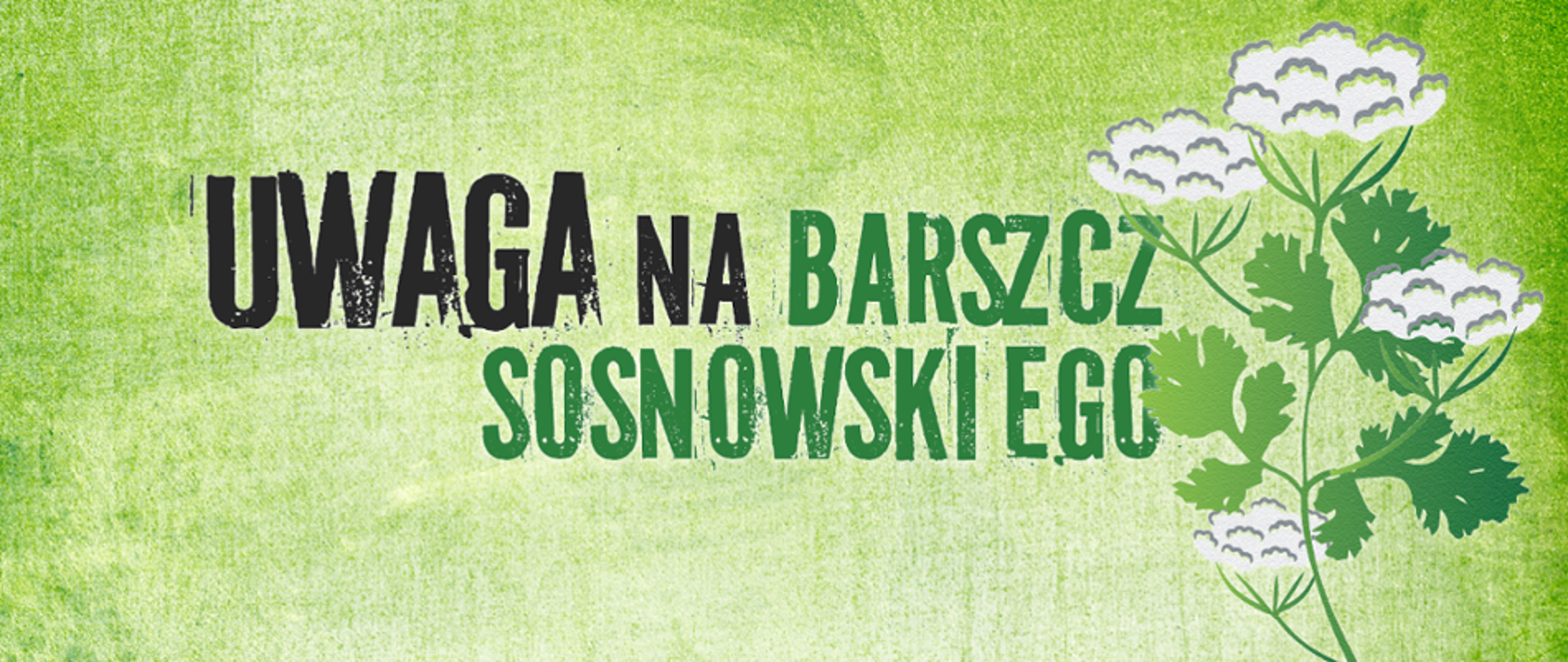 Ostrzeżenie przed Barszczem Sosnowskiego