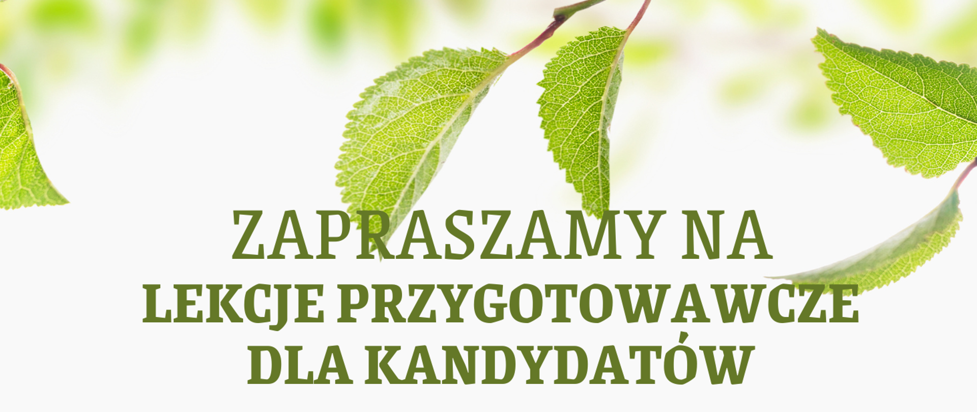 Tło obrazka w odcieniach zieleni. U góry zielony napis: "zapraszamy na lekcje przygotowawcze dla kandydatów". Poniżej czarną czcionką harmonogram lekcji. U samego dołu na zielonej trawce dzieci. Po lewej stron ie grafika dziewczynki w fioletowej sukience, która gra na skrzypcach, dalej chłopak w zielonych włosach, czerwonym sweterku gra na gitarze, a na końcu dziewczynka w czerwonej sukience w białe kropki i okularach gra na flecie poprzecznym.